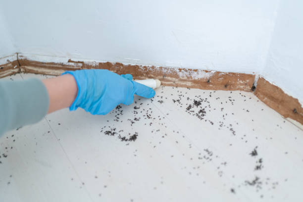 Pest Control for Restaurants in Toledo, OH